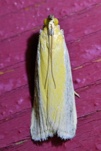 Oncocera semirubella
